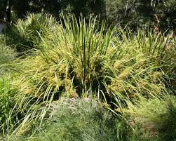 Image result for Motandra