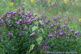 Image result for Vernonia glabra