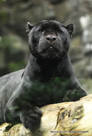 Jaguar Siyah Panter Buyuk Kediler Siyah Panter Jaguar