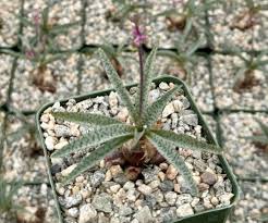 Image result for Ledebouria Unidentified sp. no1.