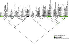 Image result for Psorospermum mechowii