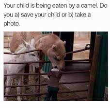 Owwww weee baby, you make me wanna walk like a camel. Dopl3r Com Memes Your Child Is Being Eaten By A Camel Do You A Save Your Child Or B Take A Photo
