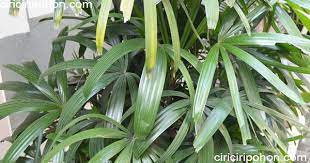 Keunggulan Pohon Palem Jari Yang Wajib Diketahui Ciriciripohon Com