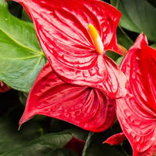 11 tanaman hias tahan panas tanaman hias mampu untuk membuat pekarangan mampu untuk membuat pekarangan rumah. 7 Tanaman Hias Bunga Yang Tak Butuh Banyak Cahaya Matahari Halaman All Kompas Com