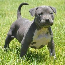 Pets Arkansas Free Classified Ads Pitbull Puppies Pitbulls Pitbull Dog