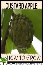 If your fruit trees have shut down after years of producti. Custard Apple Tree How To Grow Care