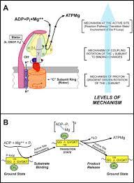 Find out information about atp synthase. Mitochondrial Atp Synthase Journal Of Biological Chemistry