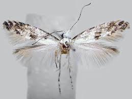 Image result for argyresthia thuiella thuja symptoms