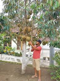 Cara kenal durian ioi cara kenal durian musang king cara. Bibit Durian Unggul Kaki Ganda Musangking Oche Durihitam Bawor Montong é¦–é¡µ Facebook