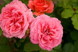 Feb 16, 2021 · for some, a lovely, sweet scent is better than any perfume, while, for others, something spicy and almost musky does it for them. 15 Fragrant Garden Flowers Hgtv
