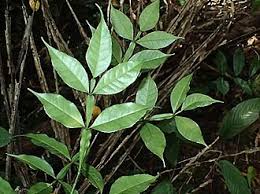 Image result for Citropsis