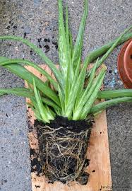 Once you have an aloe vera plant, plant it in a sunny spot in your garden. Repotting Aloe Vera Pups Dividing Aloe Vera Babies From The Parent Plant Lovely Greens