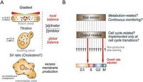 Check spelling or type a new query. Cell Size Homeostasis Metabolic Control Of Growth And Cell Division Sciencedirect