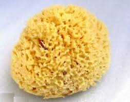 The natural sponge creates a beautiful lather quickly. Natural Sea Sponge 6 To 6 5 Large Greek Super Bath 5203187002606 Ebay