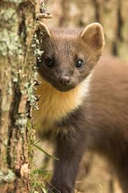 Cam Sansari Cute Animals Animals Wildlife Animals