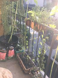 A Peak At My Patio Garden Sunflowers Morning Glories English Ivy Wild Flowers String Of Banana Pear Tomato Plant Gardening