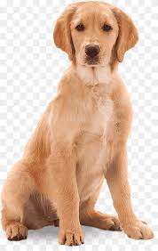 Nova scotia duck tolling retriever puppy. Golden Retriever Labrador Retriever Nova Scotia Duck Tolling Retriever Puppy Dog Breed Puppy Sitting Mammal Carnivoran Pet Png Pngwing
