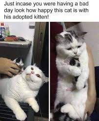 Find the newest kitten meme. Having A Bad Day Cute Animals Cute Baby Animals Cat Memes