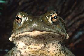 Check out our colorado river toad selection for the very best in unique or custom, handmade pieces from our shops. Colorado River Toad Photograph By Craig K Lorenz