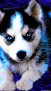 We did not find results for: Beautiful Husky Wallpapers Wallpaper Cave