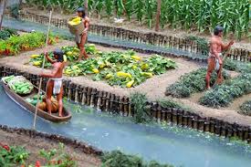 Las chinampas son terrenos de cultivo de producción intensiva, literalmente hechos a mano. La Capital Xochimilco Vive Un Momento Clave Para Rescatar Su Tradicion Chinampera