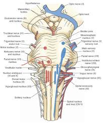 the cranial nerves organization of the central nervous