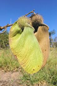 Image result for Centrolobium