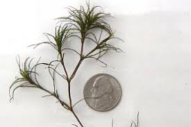 Image result for Najas