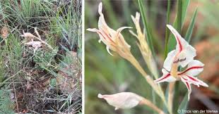 Image result for x Ruttyruspolia 'Phyllis van Heerden'