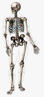 See more ideas about skeleton bones, skull reference, bones. Balancing On Your Skeleton Pilates Garage