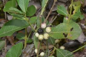 Image result for Empogona cacondensis