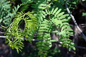 Image result for Prosopis juliflora