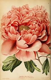 3 Neerland S Plantentuin Biodiversity Heritage Library Botanical Prints Flower Art Botanical Flowers