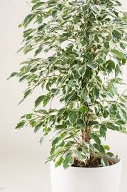 Birkenfeige Ficus Benjamina Gunstig Online Kaufen Pflanzen Ficus Ficus Benjamini