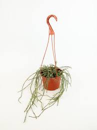 Image result for Cynanchum orangeanum