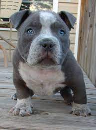 Blue Tick Pitbull American Bully Pitbull Pitbull Puppies Cute Animals Animals