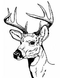 Feel free to print and color from the best 39+ realistic deer coloring pages at getcolorings.com. Coloring Pic Of Deer Novocom Top