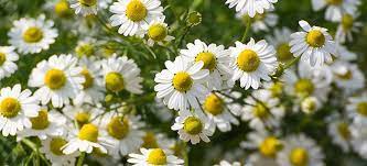 Chamomile Health Benefits Uses And Side Effects Dr Axe Chamomile Growing Chamomile Plant Best Herbs To Grow