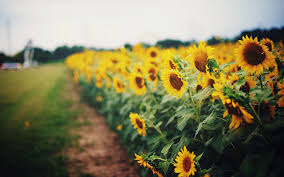 Free sunflowers field wallpapers and sunflowers field backgrounds for your computer desktop. Desktop Wallpapers Fields Flowers Helianthus