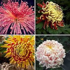 Mum Seeds Rare Chrysanthemum Seeds 100pcs Pack Chrysanthemum Seeds Flower Seeds Mum Seeds