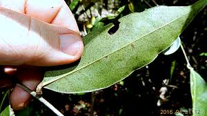 Image result for Peraceae