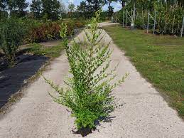 Ulmus pumila, the siberian elm, is a tree native to central asia, eastern siberia, the russian far east, mongolia, tibet, northern china, india (northern kashmir) and korea. Baumschule Eggert Blutenstraucher Baumschulen Heckenpflanzen Sibirische Ulme Ganz Einfach Direkt Beim Pflanzenhandel Eggert Online Kaufen