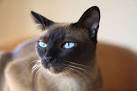 Siamese cat - Wikipedia