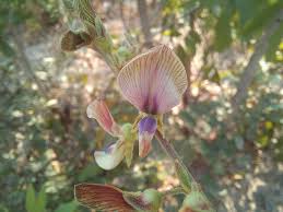 Image result for Droogmansia