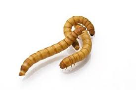 Wohnen sie eher in häusern oder in wohnungen? Mehlkafer Mehlwurmer Bekampfen Wurmer Im Mehl Was Tun