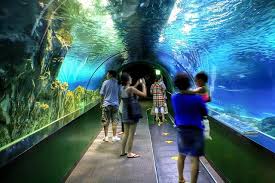 Coex Aquarium Seoul South Korea South Korea Travel Korea Travel Seoul Travel