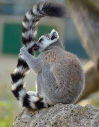 About Wild Animals How Do Wild Animals Clean Themselves Animals Animals Wild Wildlife Animals
