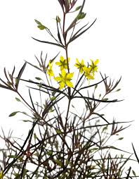 Image result for Lysimachia barbata