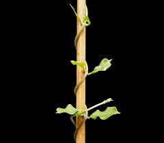 In fact the choice can seem overwhelming. Climbing Plant Simple English Wikipedia The Free Encyclopedia