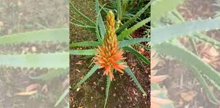 Free for commercial use no attribution required high quality images. Ramai Teruja Pokok Lidah Buaya Boleh Berbunga Rupanya Dijual Rm300 Sepokok